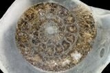 Polished Ammonite (Dactylioceras) Half - England #103786-1